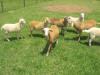 2012 Lambs